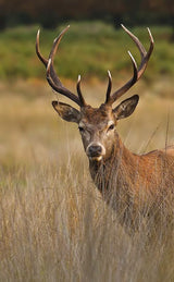 Deer Velvet Antler